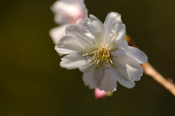 Pretty flower head of Rosebud cherry 'Autumnalis' (Jugatsuzakura). Close up macro photography.
