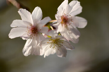 Pretty flower branch of Rosebud cherry 'Autumnalis' (Jugatsuzakura).