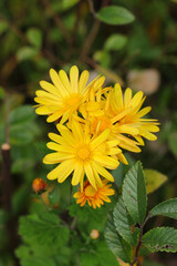 Bright yellow flowers of 	
African bush daisy or African bush daisy.