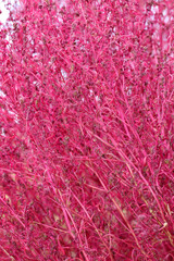 Summer cypress (Hokigi, Bassia scoparia), Vibrant pink color flower texture. 