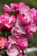 Naklejka na ściany i meble Pink flower head of Rosa chinensis China rose, Monthly rose), close up macro photography.