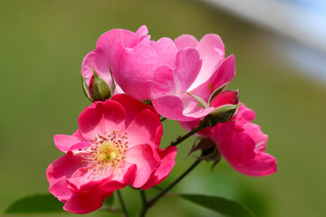 Pink flower head of Rosa chinensis China rose, Monthly rose), close up macro photography.