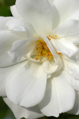 White large flowerhead of "Evergreen Rose (Rosa sempervirens)", close up macro photography.