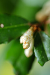 Primitive white flower close up macrovphotograph of Elaeagnus pungens tree.