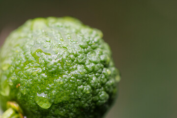Yuzu fruit wet with morning dew. Close up macro photography.