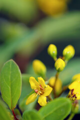 Fototapeta na wymiar Bright yellow flowers of Ochna serrulata 