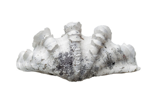 Scaly giant clam shell or Tridacna squamosa isolated on white background included clipping path.