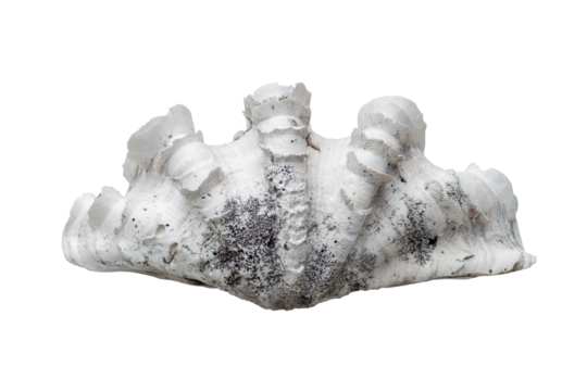 Scaly giant clam shell or Tridacna squamosa isolated on white background included clipping path.