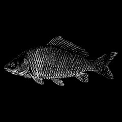 Carp hand drawing. Vector illustration isolated on black background.