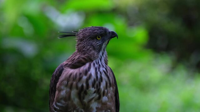 Looking to the right while its crest is up then uses it bill to clean its feathers on its chest, Pinsker's Hawk-eagle Nisaetus pinskeri, Philippines.