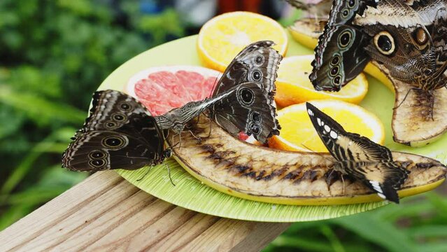 Fixed Shot Of Owl Butterflies And Clipper Butterflies (Parthenos Sylvia) Eating Delicious Fruits