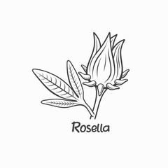 illustration of rosella, flowers that come from the African continent.