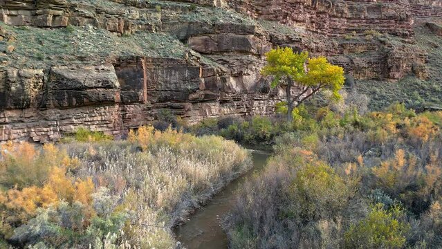 Flying over Nine Mile Creek towards rocky cliff and circling around tree during Fall in Utah.