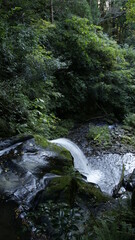 stream in the forest