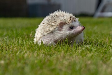 Close-up of a cute hedgehog on the grass looking aside