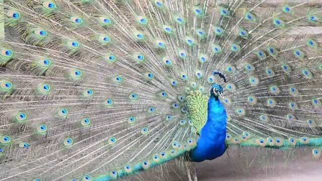 Close-up peacock shows beautiful feathers. Male peacock shows tail feathers. Scattered tail feathers are dating.