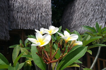 White Plumeria flower blossom