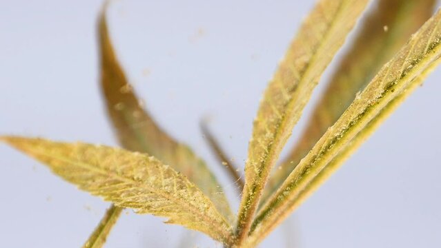 Moina research studies on cannabis.