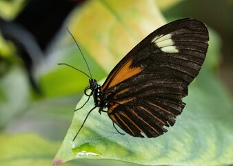 Macro of a tigerwings butterfly (Mechanitis) resting on a leaf of a plant