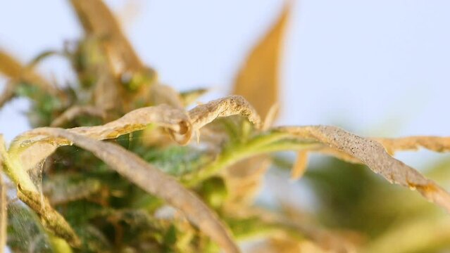 Moina research studies on cannabis.