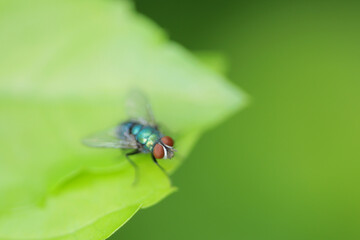 a House fly, Fly, House fly on leaf