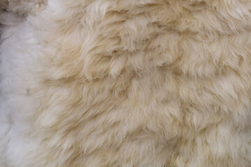 Vellón de lana de oveja color blanco, lana limpia y recortada