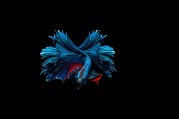 Colourful Betta fish,Siamese fighting fish in movement isolated on black background. Capture the...