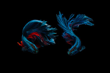 Colourful Betta fish,Siamese fighting fish in movement isolated on black background. Capture the...