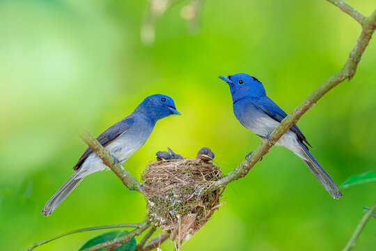Parents of Black-naped Monarch or Blue Flycatchers perching over nest protect their baby chicks in the nest, beautiful nature