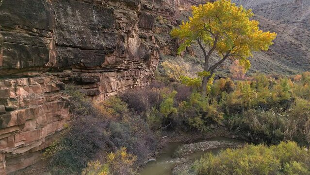 Flying between tree and cliff in Nine Mile Canyon over creek in the Utah desert.