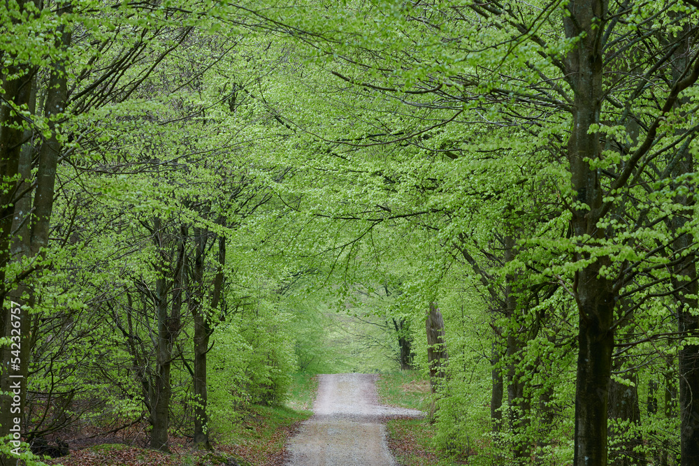 Poster long pathway in a lush green forest