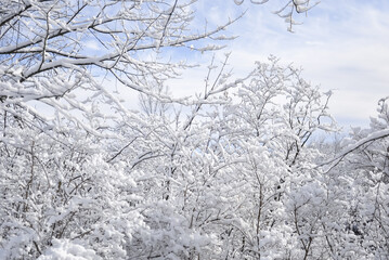 Fototapeta premium Snow covered trees winter landscape