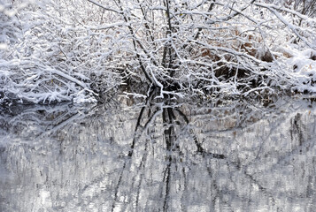 Snow covered tree branches with reflections