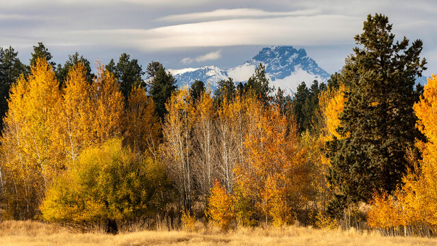 Fall Color aspen with the Cascades in the background in Central Oregon