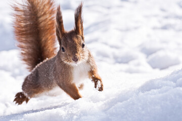 red squirrel running fast on snow at sunny winter day