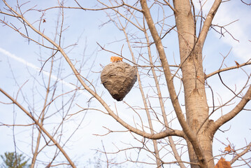 A wasp or bird nest on the tree