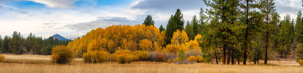 Fall Color aspen in a meadow in the Cascades in Central Oregon