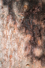 Bark texture and background of a old fir tree trunk. Detailed bark texture. Natural background