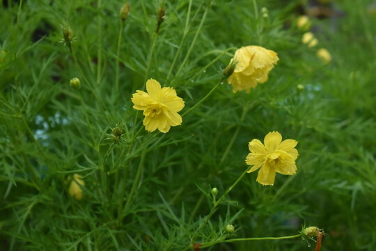 Yellow flowers turnera ulmifolia is an ornamental plant originating from Mexico and the West Indies