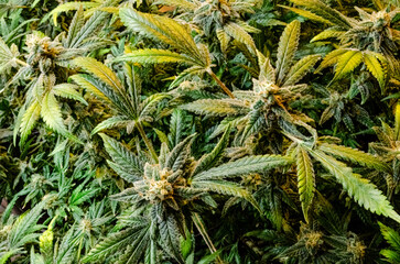 weed in flowering cannabis medical indoor 