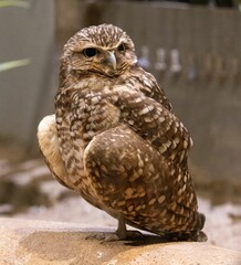 Vertical shot of a burrowing owl (Athene cunicularia) sitting on a rock looking aside