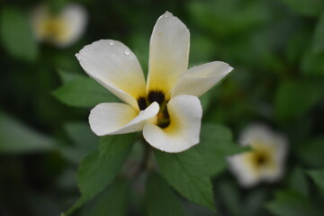 Turnera Subulata White Flower or Eight o'clock Flower close up