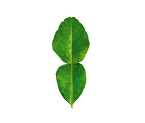 Fresh bergamot green leaf organic herb isolated on white background with clipping path.