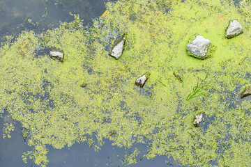Garbage and blooming green water with frogs. Algae bloom due to pollution. Environment and water...