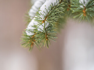 Green fir branches in winter covered with snow