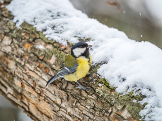 A tit is looking for food on a tree trunk.