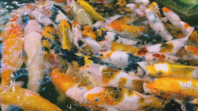 Golden carps and koi fishes in the pond swim near the surface in search of food and creating ripples. Rich colors