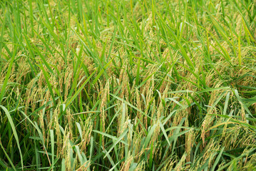 Rice farm, Rice field, Rice paddy in thailand