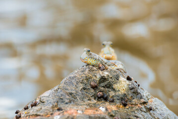 Blue spotted mudskipper fish (Boleophthalmus boddarti)