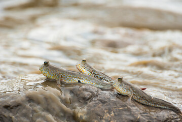 Mudskipper,Amphibious fish,Boleophthalmus boddarti